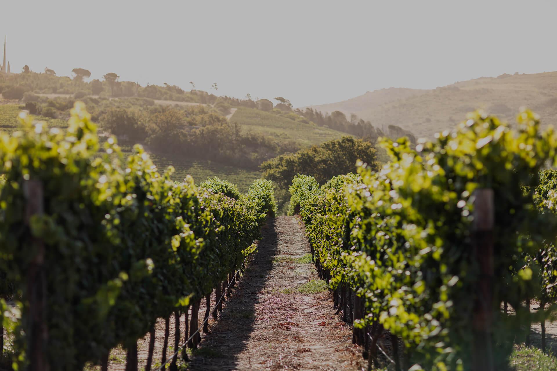 Cape Wine Company
